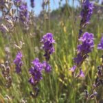 Atelier découverte : Séance aromarelax