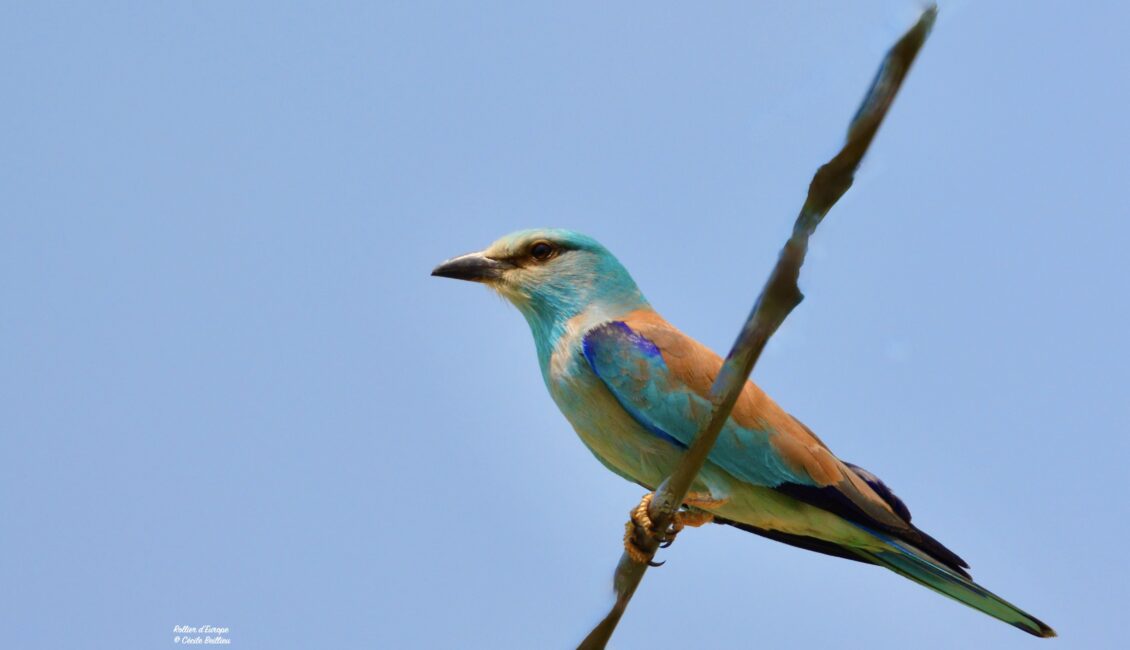 Sortie ornithologique : Le Vallon des Glauges