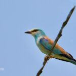 Sortie ornithologique : Le Vallon des Glauges