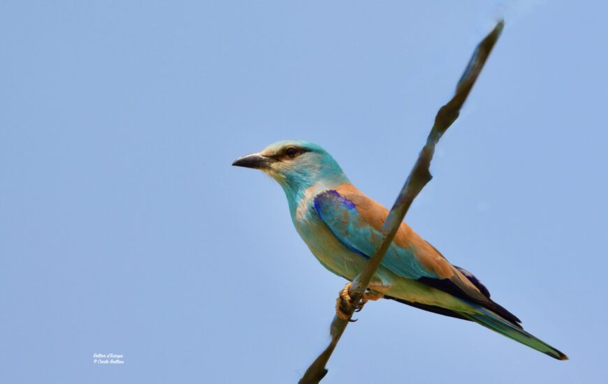 Sortie ornithologique : Le Vallon des Glauges