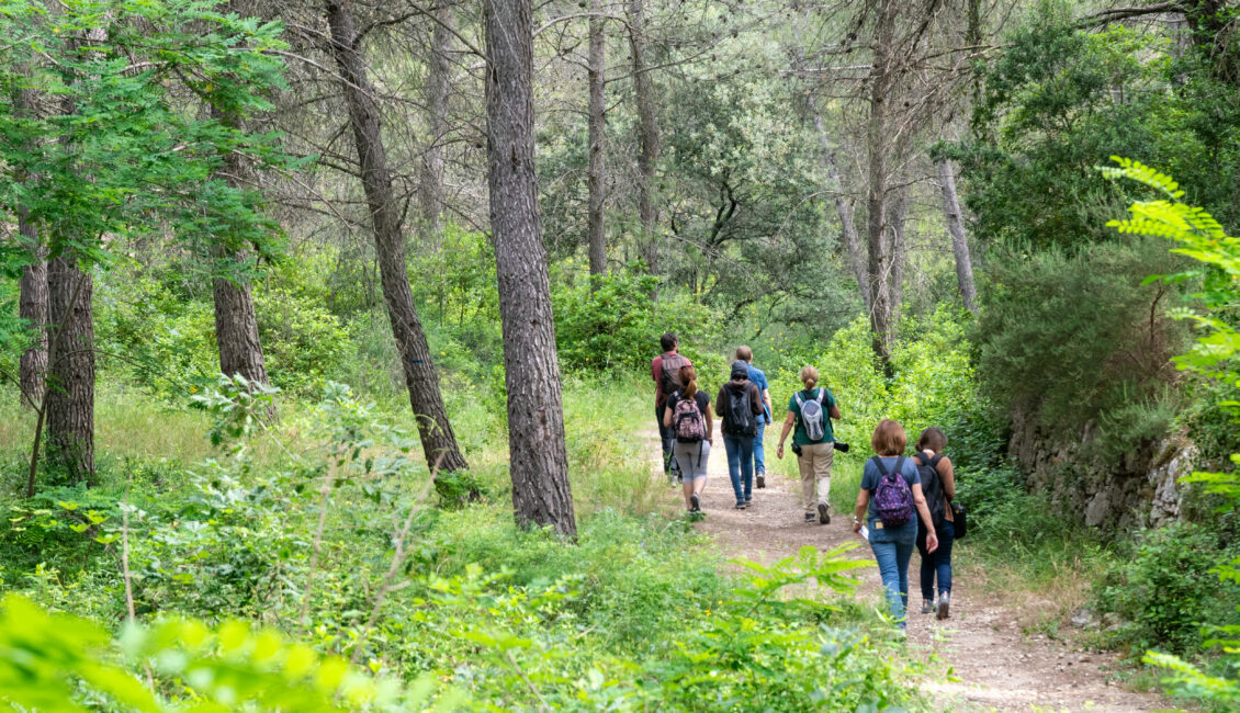 Balade en forêt : Immersion au cœur de la pinède des Alpilles