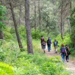 Balade en forêt : Immersion au cœur de la pinède des Alpilles