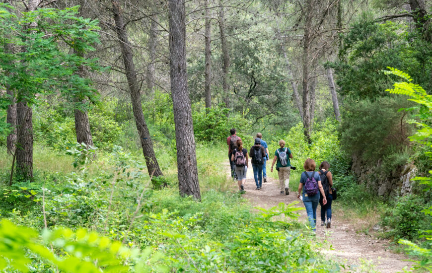Balade en forêt : Immersion au cœur de la pinède des Alpilles