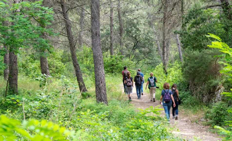Balade en forêt : Immersion au cœur de la pinède des Alpilles
