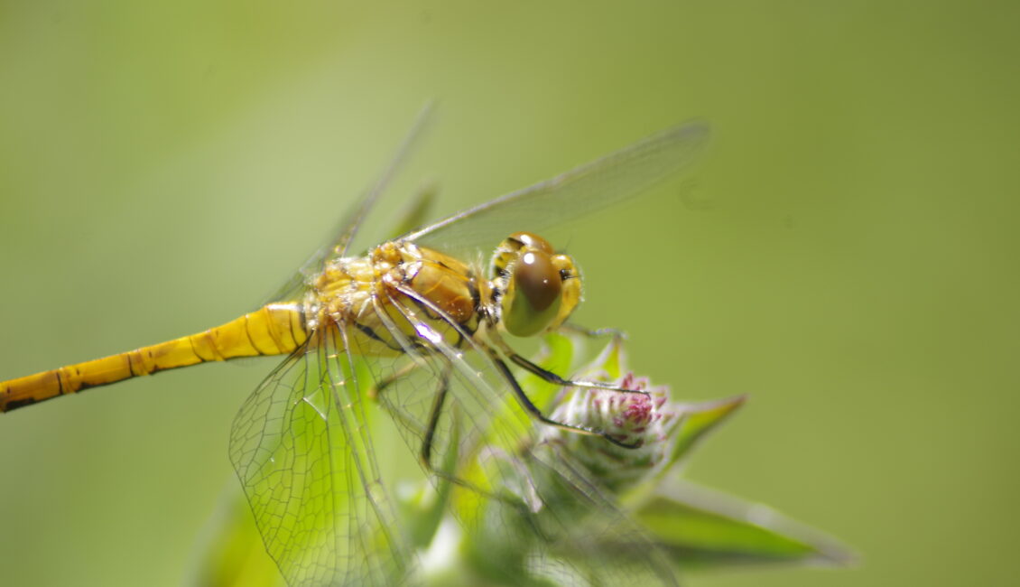 Sortie nature : Libellule ou demoiselle ?
