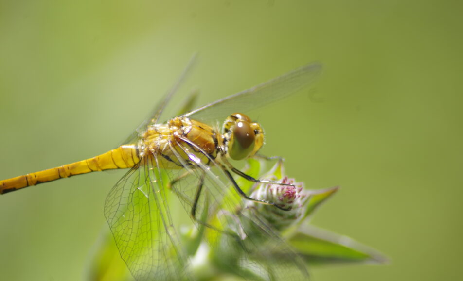 Sortie nature : Libellule ou demoiselle ?