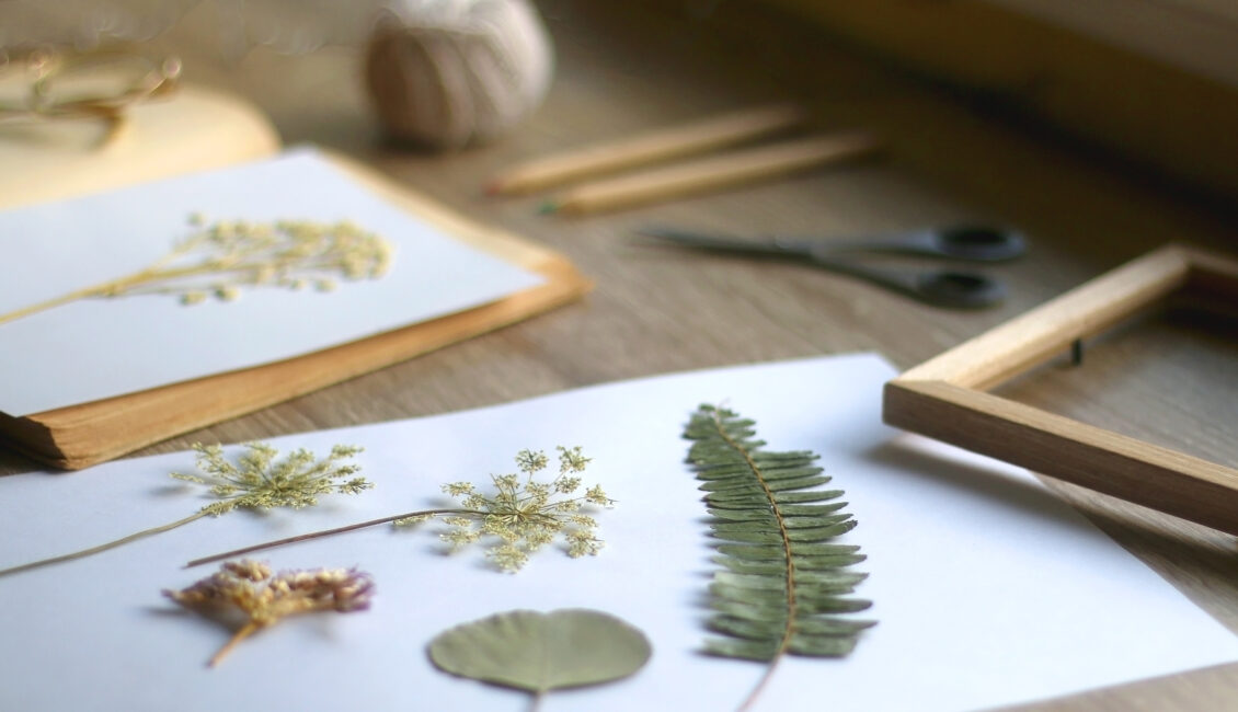 Atelier enfant : L'herbier de Daudet