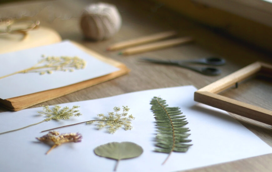Atelier enfant : L'herbier de Daudet
