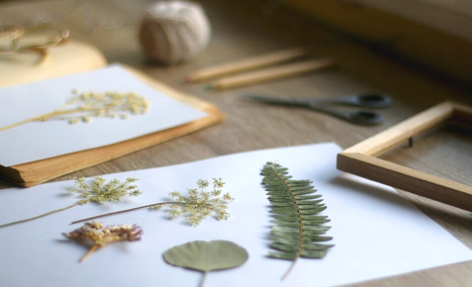 Atelier enfant : L'herbier de Daudet