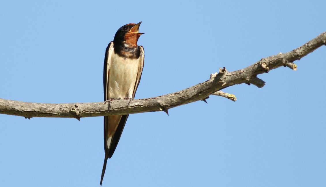 Sortie ornithologique : La migration des hirondelles