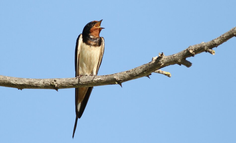 Sortie ornithologique : La migration des hirondelles
