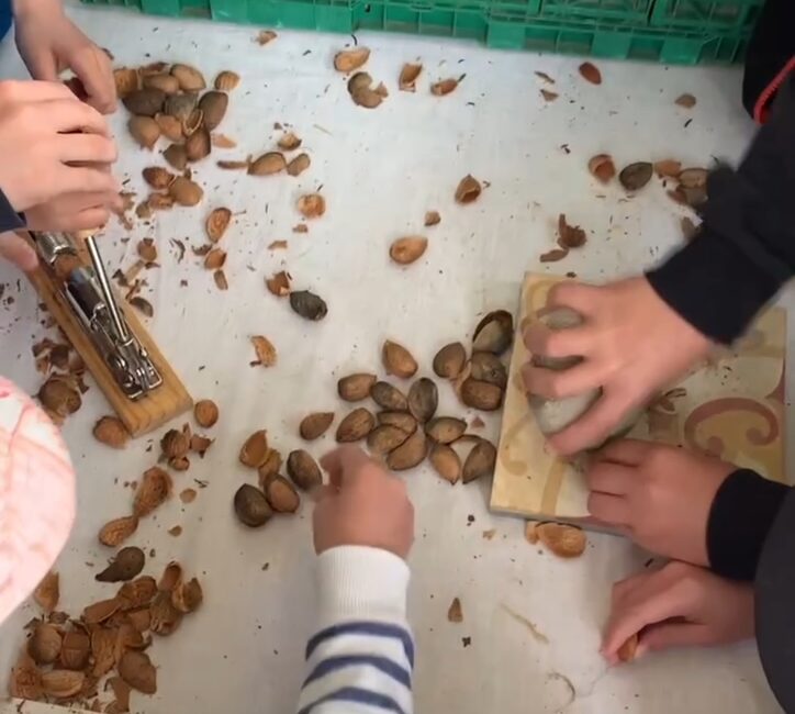 Visite gourmande : Les amandes des Alpilles