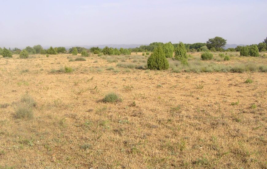 Balade naturaliste : Histoire et écologie de la Petite Crau