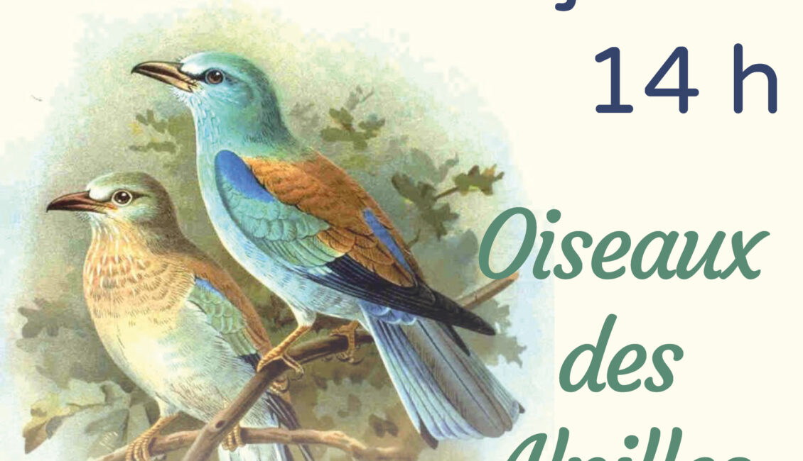 Atelier Life - Les oiseaux des Alpilles