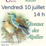 Atelier Life - Les oiseaux des Alpilles