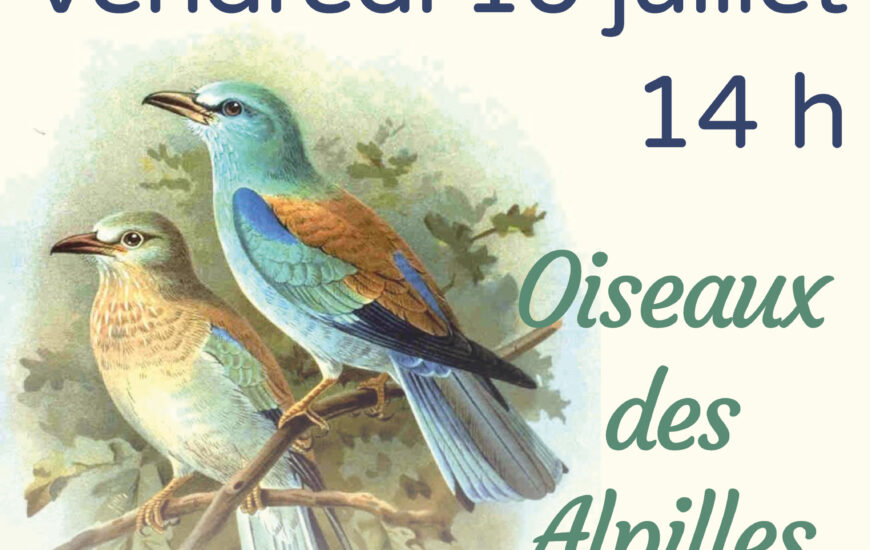Atelier Life - Les oiseaux des Alpilles
