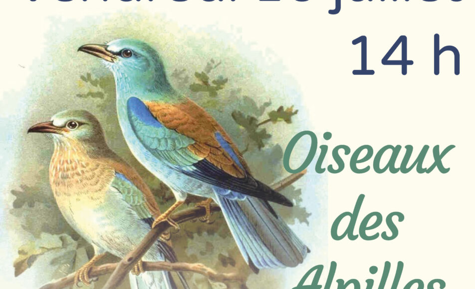 Atelier Life - Les oiseaux des Alpilles