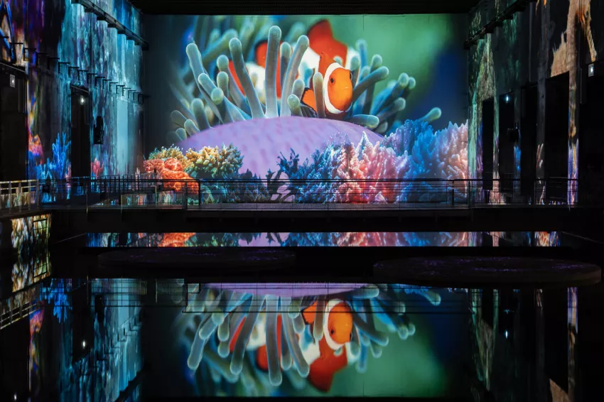 Carrières-des-Lumières : Océan