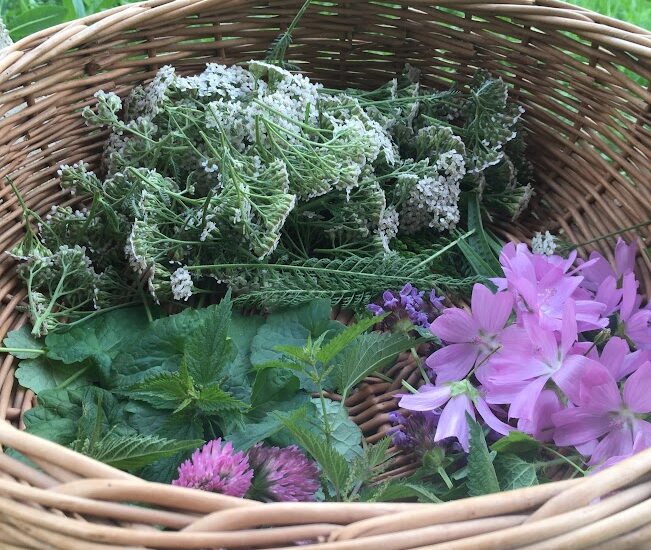 Sortie nature : Les bonnes mauvaises herbes