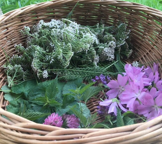 Sortie nature : Les bonnes mauvaises herbes
