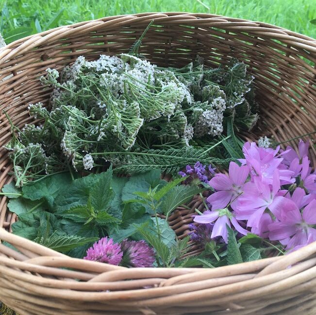 Sortie nature : Les bonnes mauvaises herbes