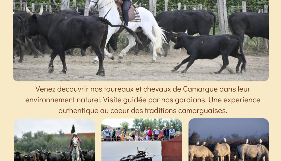 Découverte de la manade Blanc avec tri de bétail