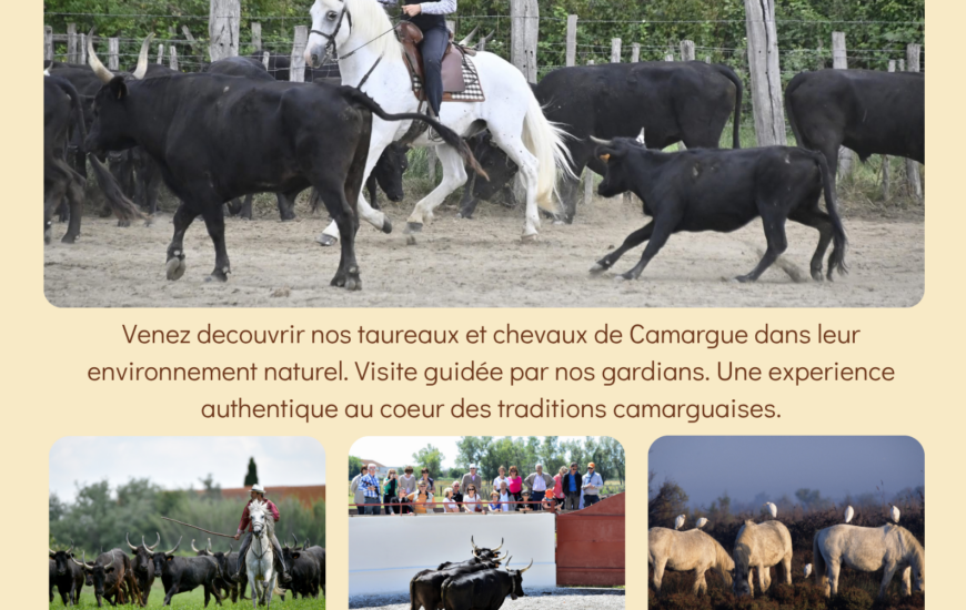 Découverte de la manade Blanc avec tri de bétail