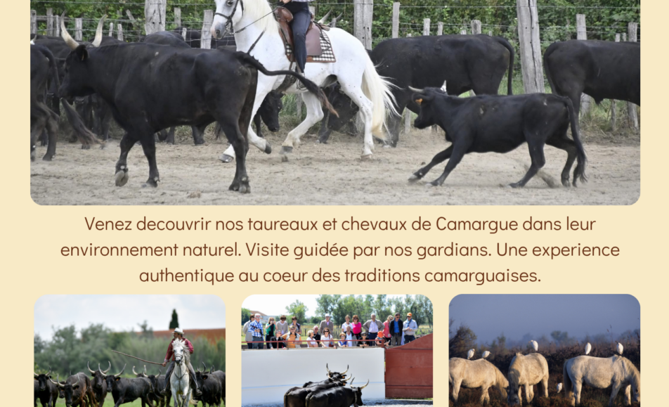 Découverte de la manade Blanc avec tri de bétail