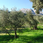 Sortie nature : Olivier