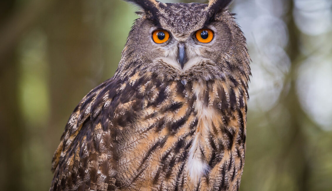 Sortie ornithologique : Sur les traces du grand-duc