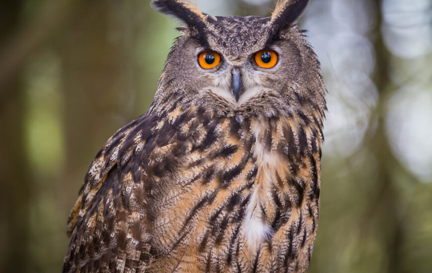 Sortie ornithologique : Sur les traces du grand-duc