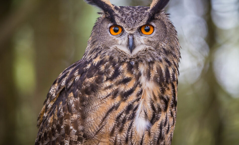 Sortie ornithologique : Sur les traces du grand-duc