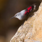 Sortie ornithologique : L'oiseau papillon