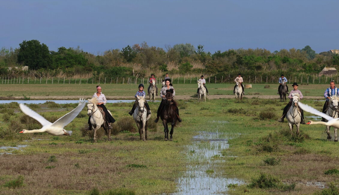 La Camargue des gardians – Découverte du Pass Musée / Manade