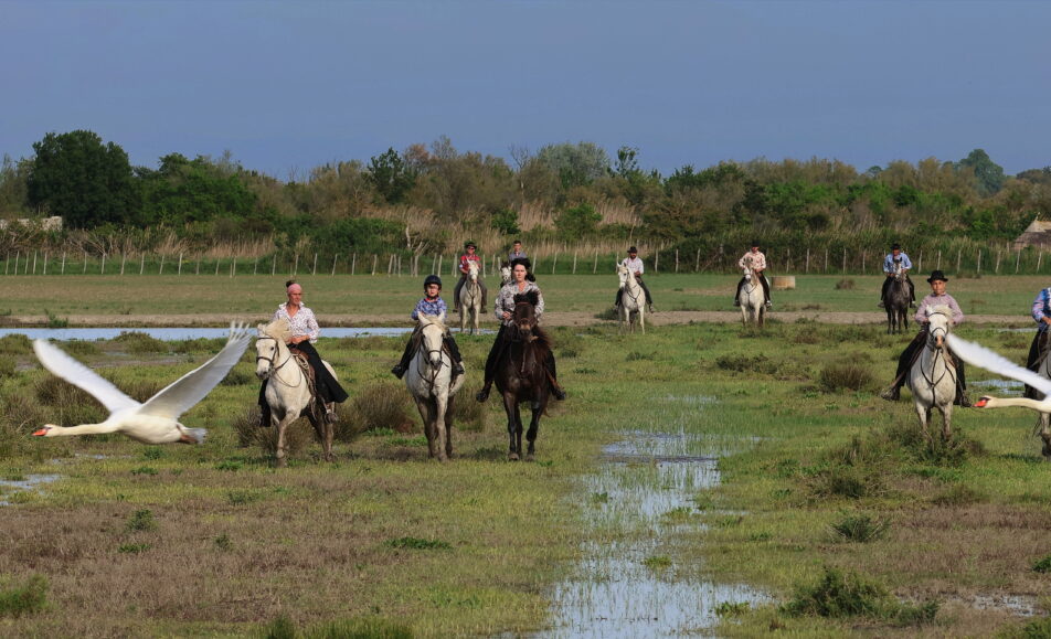 La Camargue des gardians – Découverte du Pass Musée / Manade