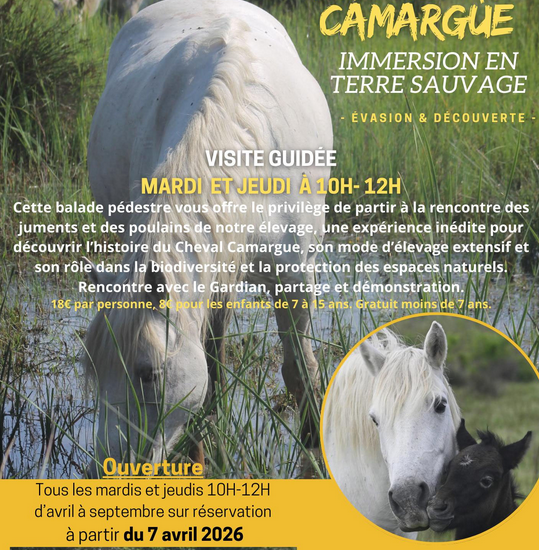 Découverte d'une manade de chevaux de race Camargue