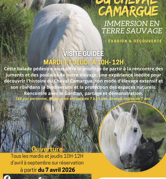 Découverte d'une manade de chevaux de race Camargue