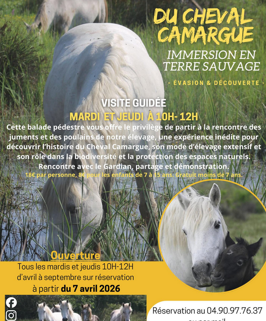 Découverte d'une manade de chevaux de race Camargue