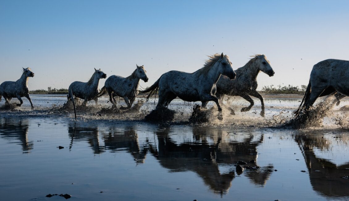 Journée d'exception en Camargue