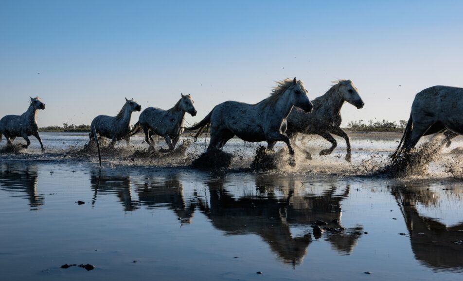 Journée d'exception en Camargue
