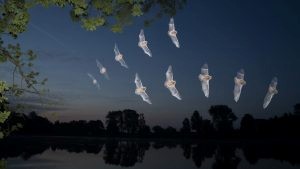 Nuit de la chauve-souris