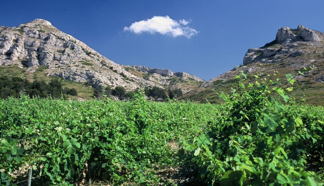 Matinée vendanges au Mas de la Dame