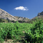 Matinée vendanges au Mas de la Dame