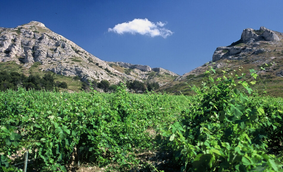 Matinée vendanges au Mas de la Dame