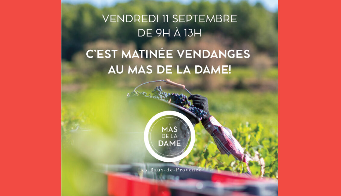 Matinée vendanges au Mas de la Dame