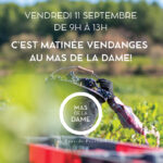 Matinée vendanges au Mas de la Dame