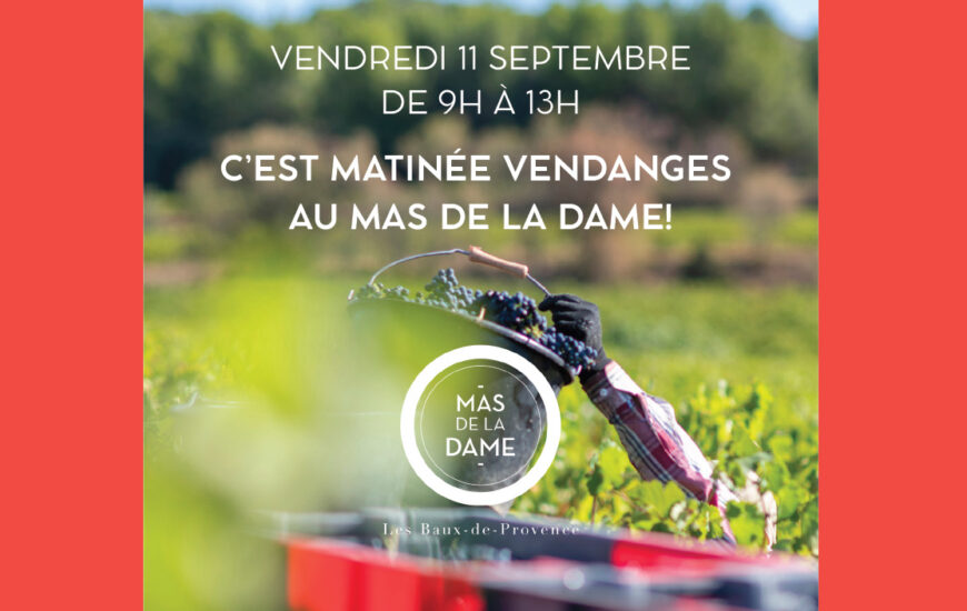 Matinée vendanges au Mas de la Dame
