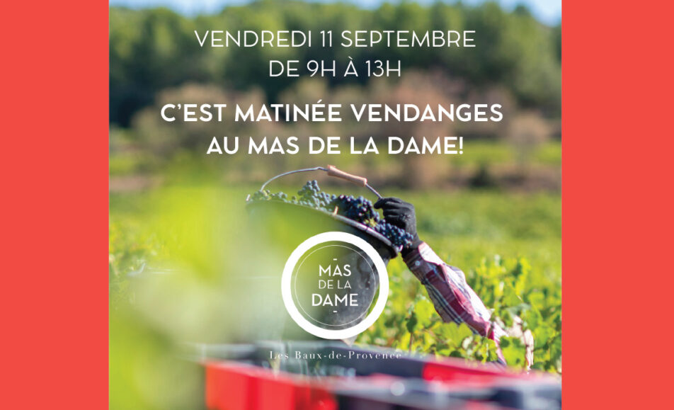 Matinée vendanges au Mas de la Dame