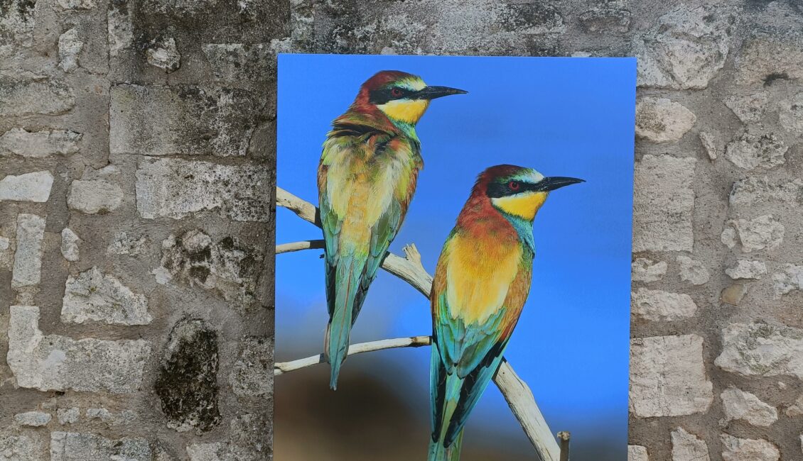 Visite guidée Les Alpilles par nature : voyage photographique au cœur de la biodiversité