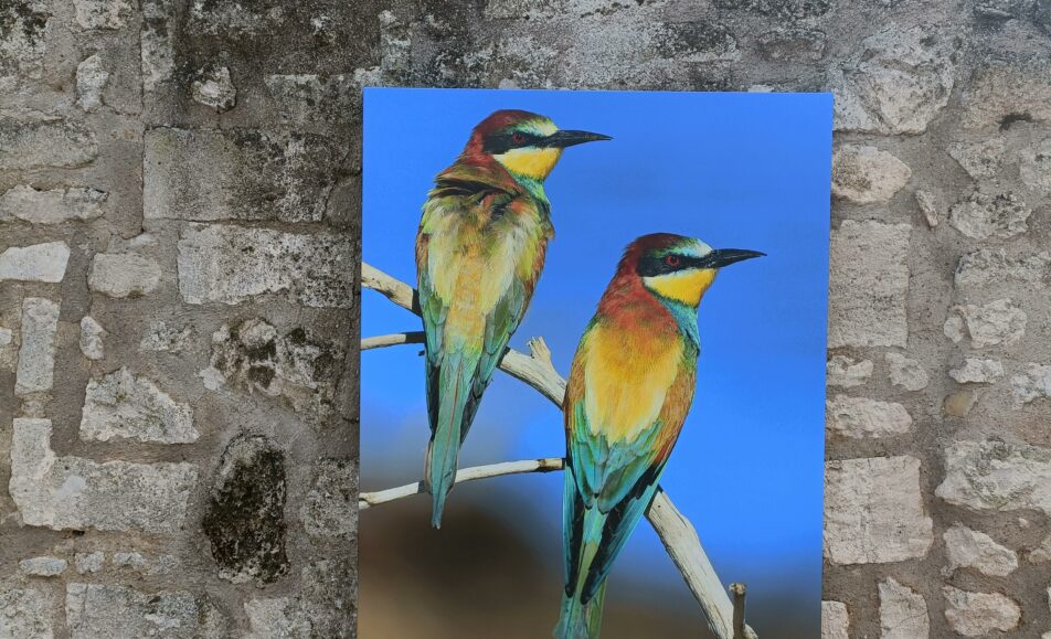 Visite guidée Les Alpilles par nature : voyage photographique au cœur de la biodiversité